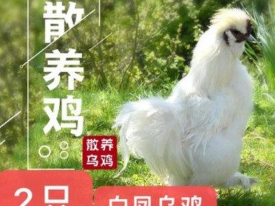 2只正宗乌鸡乌骨鸡白凤乌鸡泰和乌鸡