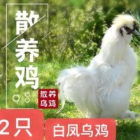 2只正宗乌鸡乌骨鸡白凤乌鸡泰和乌鸡散养土鸡老母鸡月子顺丰包邮