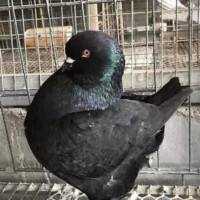 纯种活体一堆巨大型元宝鸽子青年鸽肉鸽幼鸽观赏包活到家能养8斤