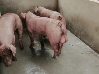 原种长白母猪外二元母猪纯种太湖母