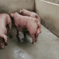 原种长白母猪外二元母猪纯种太湖母猪新美系杜洛克种公猪活苗猪仔
