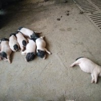 小香猪巴马香猪