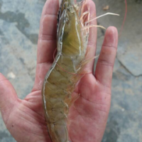 南美对虾养殖