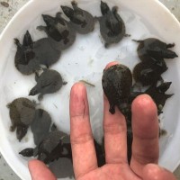 中华鳖小甲鱼苗王八苗