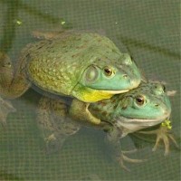 养蛙青蛙养殖