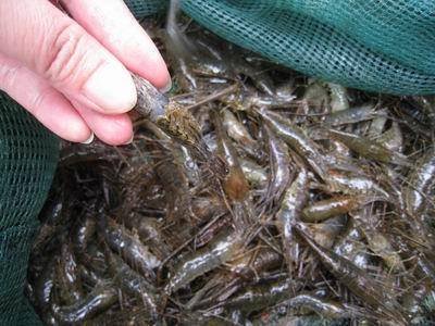 淡水虾青虾养殖