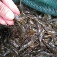 淡水虾青虾养殖